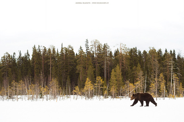 Brown bear - Finnish Lapland