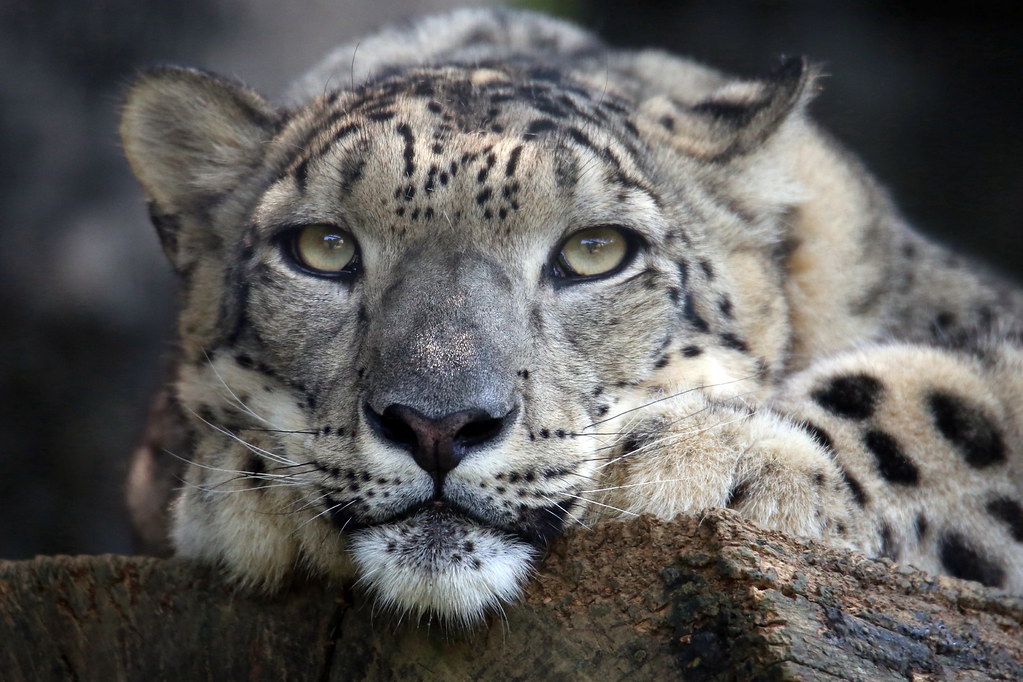 Snow Leopards | Flickr