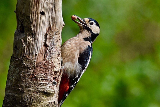 Greater spotted woodpecker.