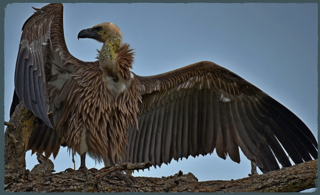 Aasvoël / Vulture. | Kruger National Park South Africa. Than… | Flickr