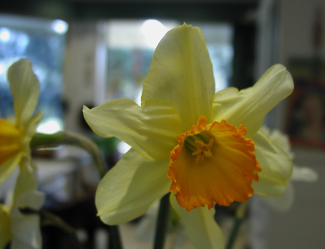 The daffodil with kitchen morning light