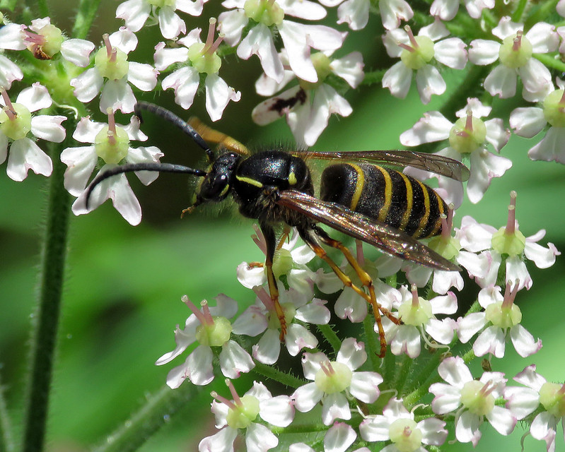 Dolichovespula sylvestris - Tree Wasp [A]
