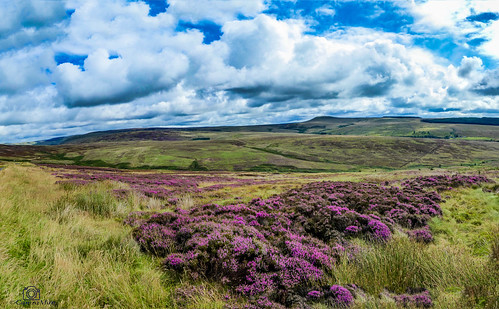 moor langholm newcastleton scotland scottishborders sky cloud heather panoramic panasoniclumixtz60 landscape summer dumfriesandgalloway ©davidliddle ©camraman