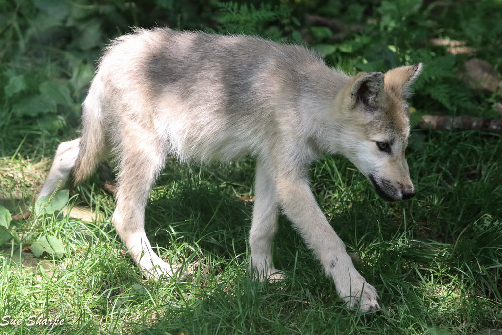 Wolf Pup (about 3 month old) | This is one of three pups bor… | Flickr