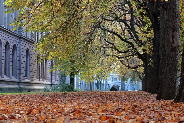 Herbst im Unipark