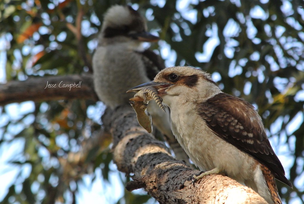 Laughing Kookaburra (Dacelo novaeguineae) eating an Eastern Blue Tongue Lizard (Tiliiqua scincoides)