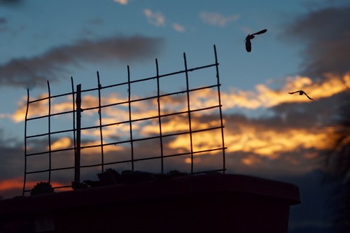 sunset pigeon