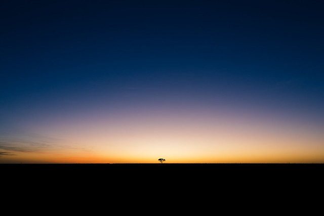 Tree on the horizon