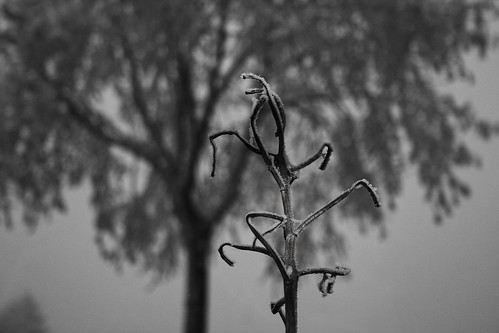 bw black white noir blanc branco preto tree arbre árvore landscape paysage paisagem monochrome monocromático monochromatique dream sonho rêve