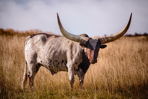 Wild West | by stevarko