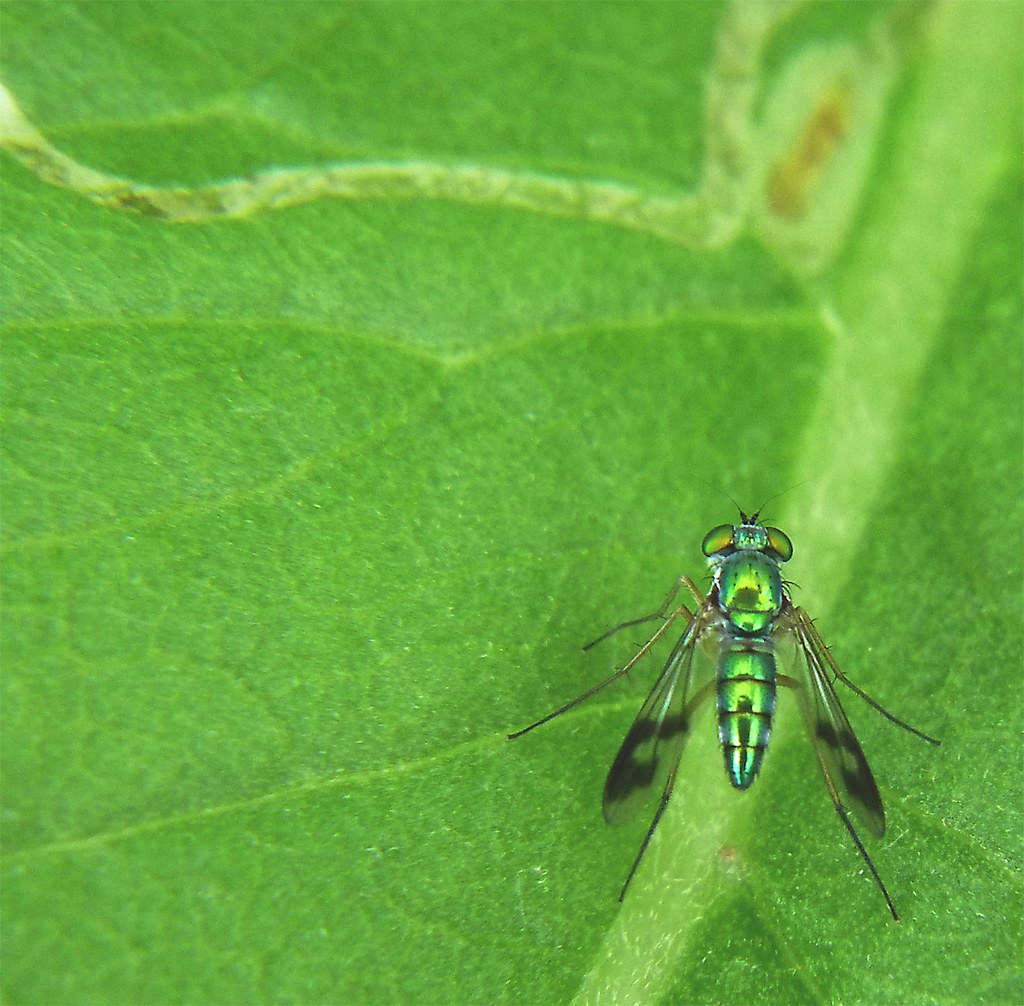 Condylostylus Sipho, Long-Legged Fly on Mined Leaf 1