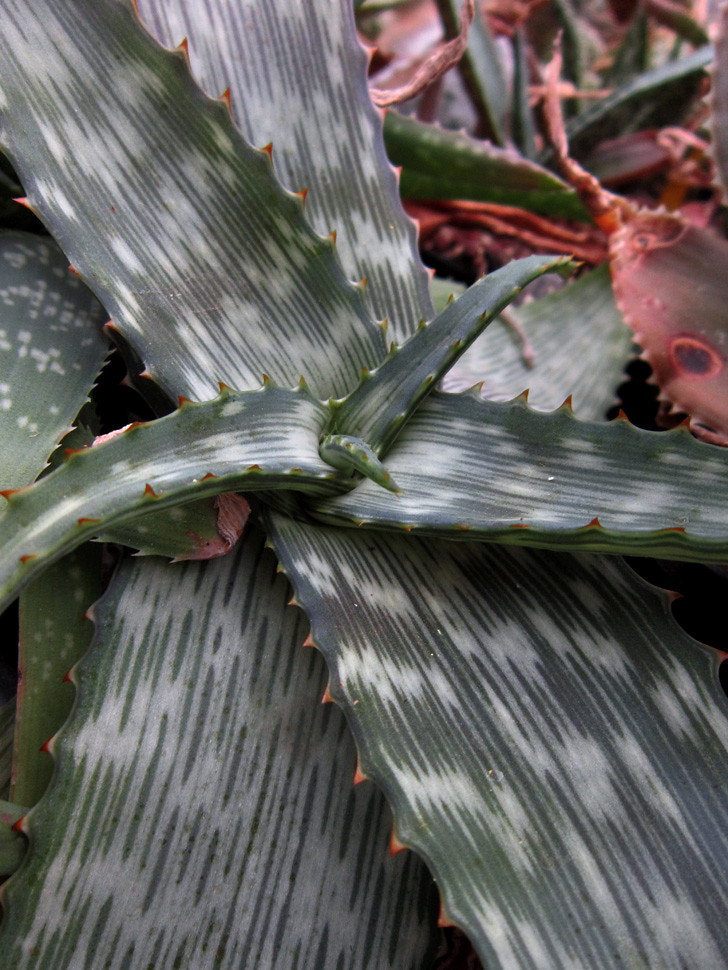 Aloe petrophila, Strydom, RSA