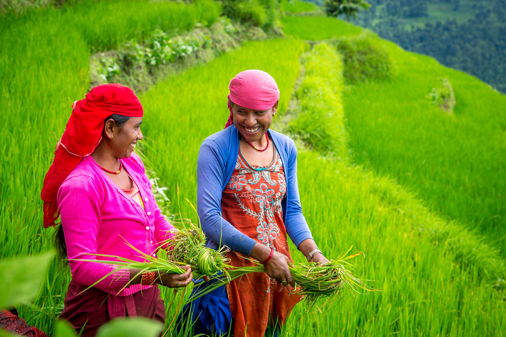 Sita works in the rice fields with other women in the village of Nalma.