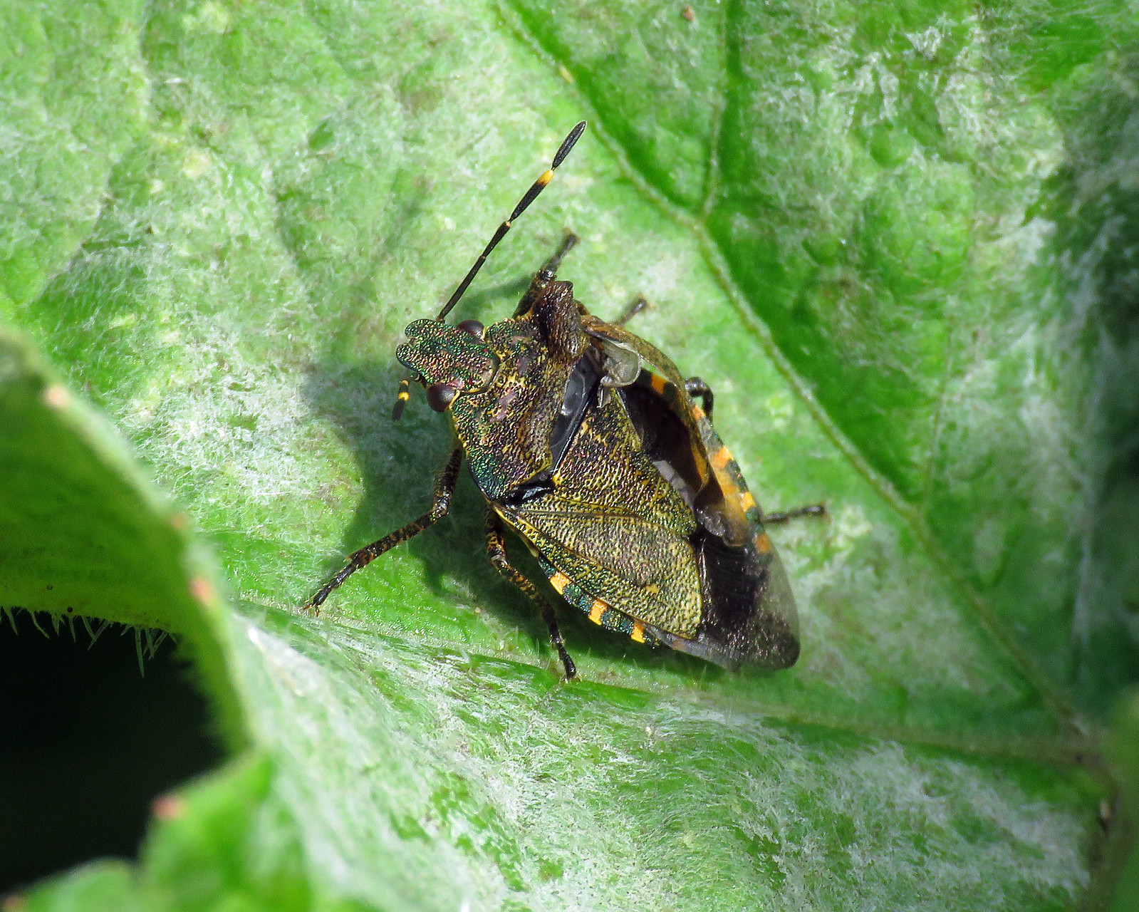 Bronze Shieldbug - Troilus luridus