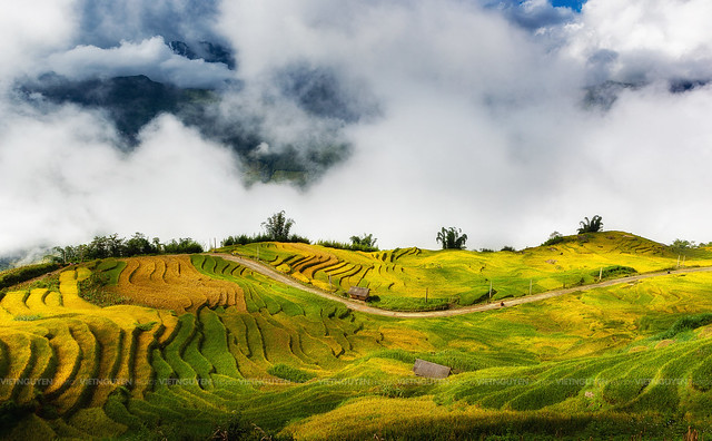 Terraced rice fields in Y Ty, LaoCai Province, VietNam