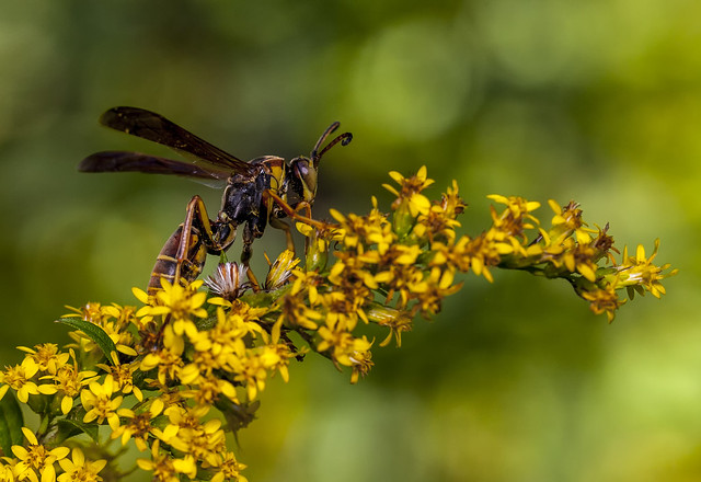 Paper wasp (Polistes) - Ward  Pound Ridge Reservation, Westchester County, New York