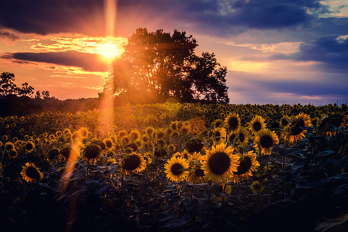 pope farm conservancy middleton madison sky verona wisconsin unitedstates sunset clouds popefarm popefarmconservancy sun sunflowers sunflower field tree