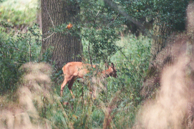 Roe deer, Asham Meads BBOWT reserve