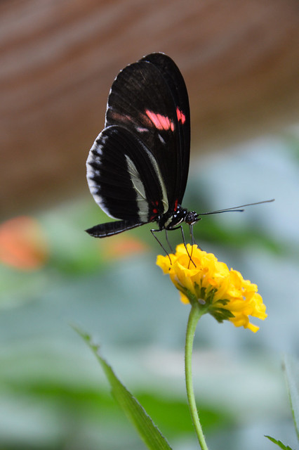 Postman Butterfly (Heliconius erato)