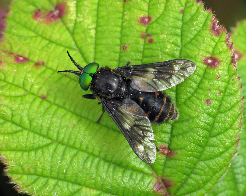 Twin-lobed Deerfly - Chrysops relictus