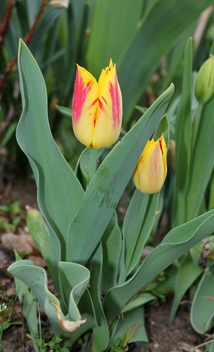 Tulipa - grands hybrides - tulipes chics et kitch (sections 1 à 11) - Page 2 36378390881_c56e22a117