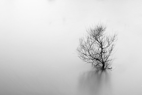 Flooded Tree | by mattbeee