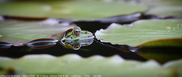 Frosch - Frog - Anura