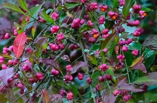 Spindle tree fruit, almost ripe