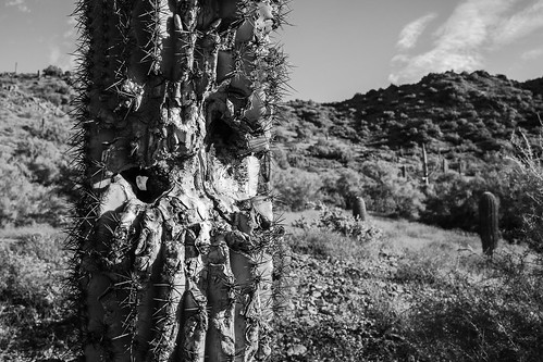 goldminetrail hiking santanmountainregionalpark arizona saguaro cactus canoneos5dmarkiii