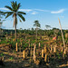Formation, Recherche, et Environnement dans la Tshopo (FORETS), Democratic Republic of Congo