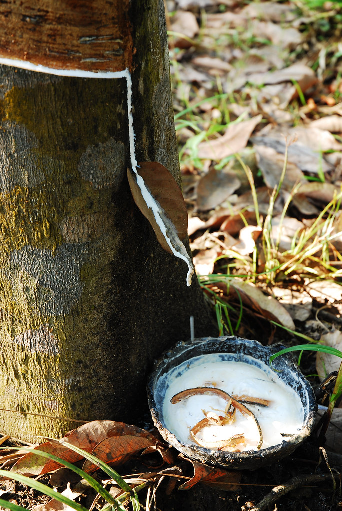 The sap runs into a bowl. Here they use natural biodegradable products, a leaf to channel the drip of the...