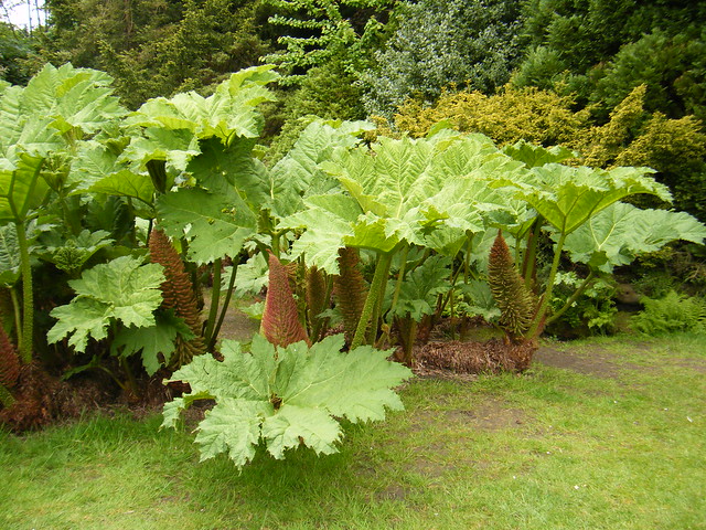Valley Gardens Harrogate - large rhubarb like plant - gunnera manicata