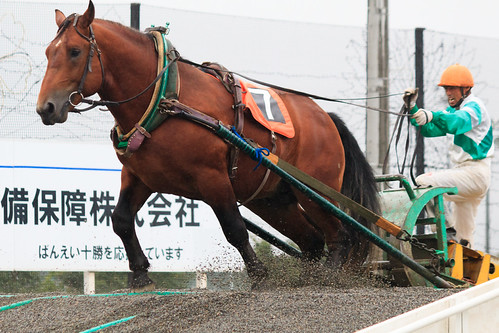 Ban'ei keiba horse race / ばんえい競馬 | Obihiro, Hokkaidō, Japan.… | Flickr