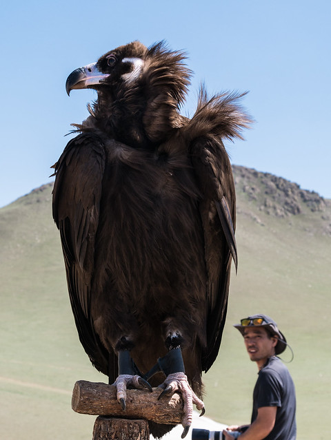 Eagle hunting - Mongolia