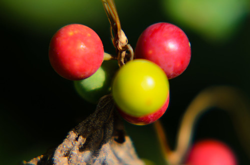 Green, red: bryony berries ripening