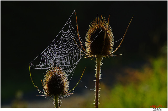 Wilde Karde mit Spinnennetz (feucht)