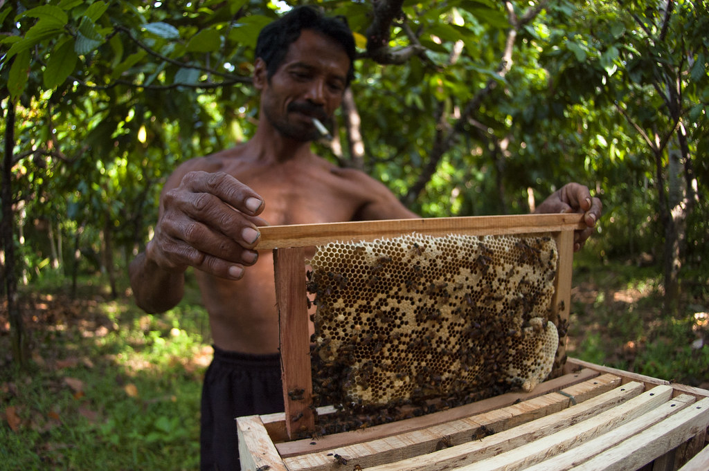 Honey bees in Melaya Village in the south of West Bali National Park, Soetedjo farms honey bees in his 0.5-...