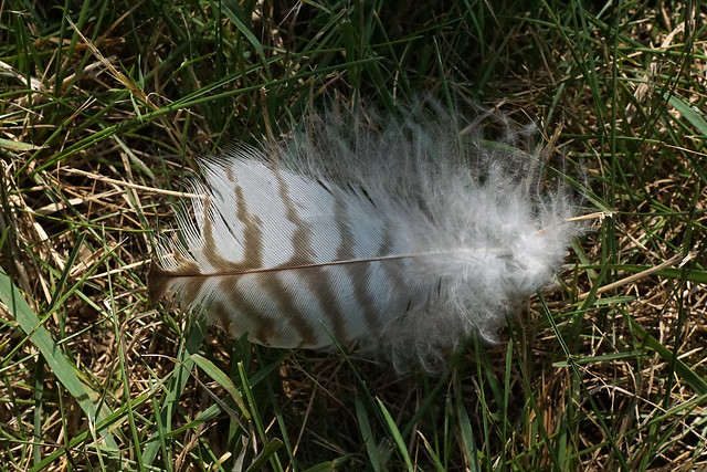 Feather found near North Woods