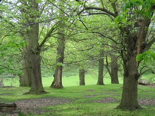 trees in knole park 