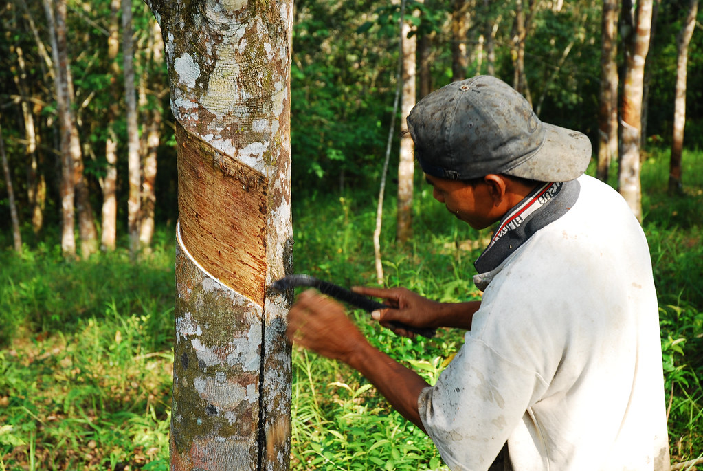 A man does rubber-tapping on a rubber tree plantation. The bark is cut at an angle to channel the sap...