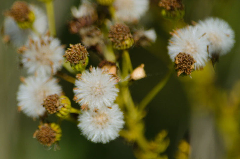 Seed heads, ragwort
