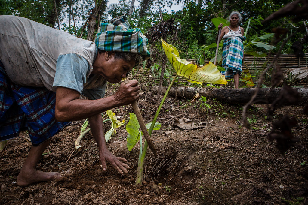 Lince Latumadina (69), planting taro in her garden in Honitetu village, West Seram regency, Maluku province, Indonesia on August 23,...