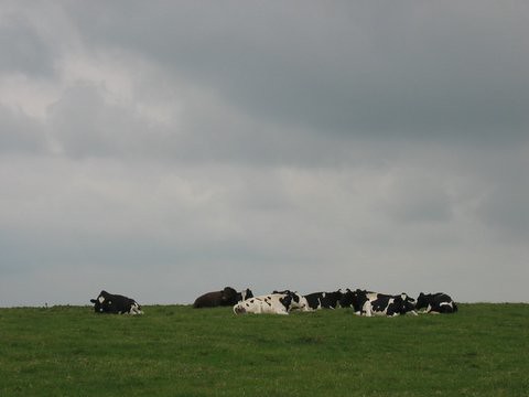 29 cows 
