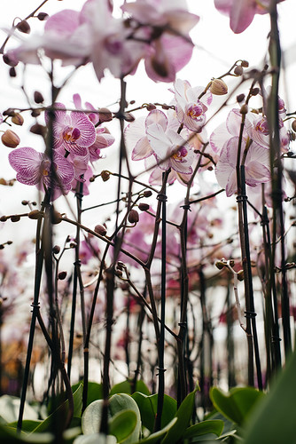 Flores de Holambra