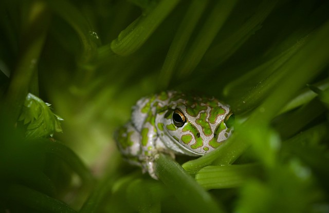 Motorbike frog hiding in the parsley.