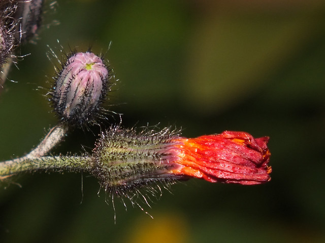 Fox-and-cubs (Pilosella aurantiaca) flower buds