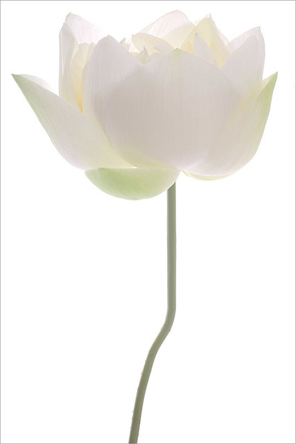 White Lotus Flower Macro on-White