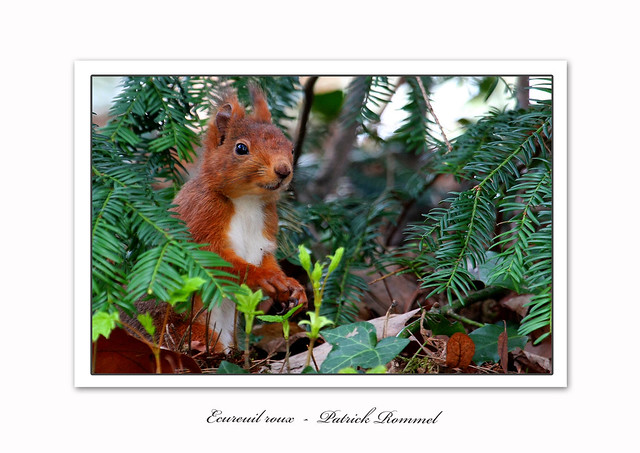 Rommel Patrick Patrick Rommel | Flickr