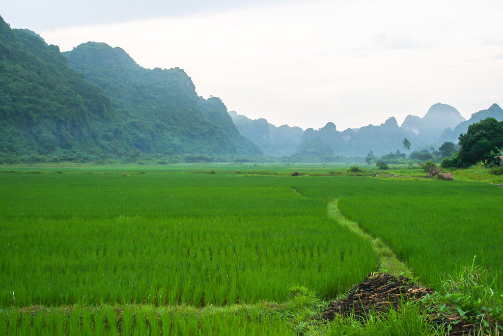 Rice fields in Vietnam. View of the Vietnam landscape.