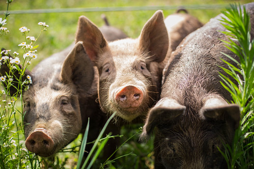 summer pigs | by Jennifer MacNeill